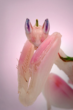 vergins:  moonfuls:  Praying mantises always look like they know your deepest secrets   its cus they do 