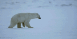 republic-citys-bathroom:  headlikeanorange:  A polar bear smells a seal under the ice. Unfortunately for the bear, the ice is too thick. (Planet Earth Live - BBC)   