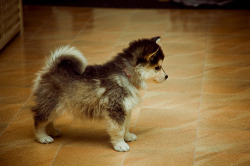 crystalnoel:  This is a Pomsky.  It’s a mix of a Pomeranian and a Siberian Husky.  Pretty much the most adorable little thing ever! 