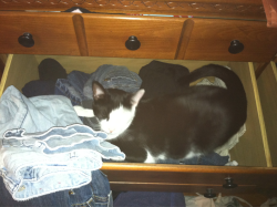 accio-artistry:  I couldn’t find Patches for a few hours, and was starting to get a little worried. I heard an odd purring sound coming from my pants drawer… She was just so happy and proud of herself :|