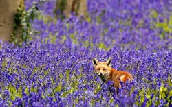 :  A fox is pictured in a sea of bluebells. The scene was captured by wildlife photographer Brian Bevan near his home in Potton, Biggleswade, Bedfordshire. He rescued the orphaned vixen after her mother was hit by a car and killed.Picture: BRIAN BEVAN