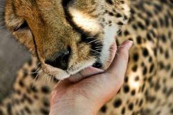 funnywildlife:  Cheetah Love!! by Olga La