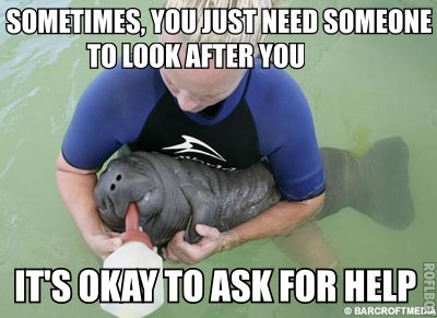 meowgon:  scienceandrollerskates:  Today, I made some calming manatees, but most of them are the wrong size to go on the site. Oh well. Would you like them?  oh it’s me… i am a comforting sea cow 