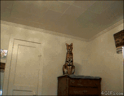 hail-sithis-obtain-sweet-rolls:  leonardo—dispookyo:  the4elemelons:  sydalready:  My cat started doing this to wake me up.  what kind of fucking cat is that  Savannah or African Serval cool your jets