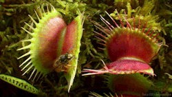 headlikeanorange:  A Venus Flytrap captures a wasp. (Kingdom of Plants - Sky) 