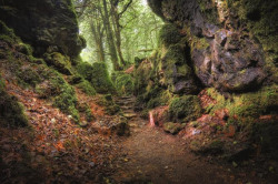 theoddmentemporium:  Puzzlewood is an ancient woodland site, near Coleford in the Forest of Dean, Gloucestershire, England. The site, covering 14 acres, shows evidence of open cast iron ore mining dating from the Roman period, and possibly