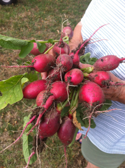First batch of radish out of my garden this