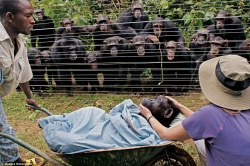 uglyuglyugly:  A group of chimps watch silently as a loved one is wheeled away to her burial. This is such a moving photograph. On September 23, 2008, Dorothy, a female chimpanzee in her late 40s, died of congestive heart failure. A maternal and beloved