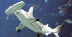 “The demand for shark fins is driving