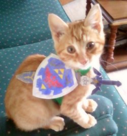 So now Link can also transform into a cat.