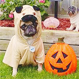 ccolfer:  Pugs in costumes 