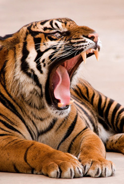 obligate:  big yawn