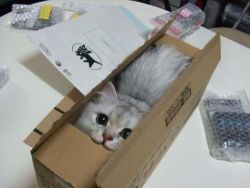 mrs-loki-hiddleston:  acutepencil:  I did not order this box of cat.  HOW ARE YOU COMPLAINING LOOK AT ITS FACEEEEEEE 