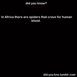 did-you-kno:  The spider, which hunts blood-sucking