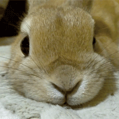 trilithbaby:  totalnymph:  pizzapriince:  following back everyone until i find a tumblr gf♡  Aw bunnies! Makes me think of sexy-uredoinitright &amp; his bum… Uh BUN… bunny. Yes I meant bunny. 😉😝😁  I fucking love bunnies!!!!!!!!  BUNNY OMG!