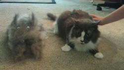 starksicles:  we brushed a cat out of my cat.  