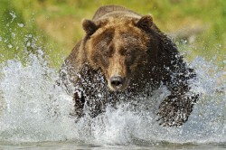 theanimalblog:  A grizzly bear (Ursus arctus horriblus) fishes for salmon in the Katmai National Park, Alaska.  Picture: Andy Rouse / Rex Features