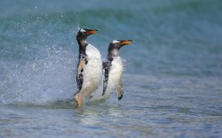 theanimalblog:  Gentoo penguins surfing, the Falkland Islands.  Picture: Andy Rouse / Rex Features