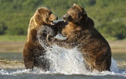 theanimalblog:  Grizzly bears (Ursus arctus horriblus) fighting over a fish, Katmai, Alaska.  Picture: Andy Rouse / Rex Features