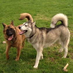 The boys! #husky #shepherd #malamute #popular #bestfriends #swag