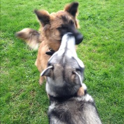 #cute #husky #shepherd #malamute #bestfriends