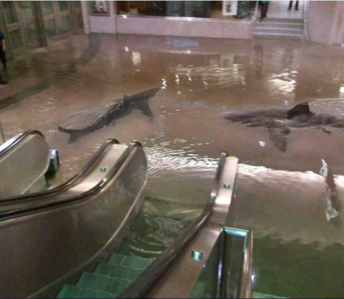 nothingsrealbutallispossible:   ineedy0un0w:  mpaq:  prettybluescarf:  “The collapse of a shark tank at The Scientific Center in Kuwait. Share this because it’s probably the only time in your life you will see something like this.”  omg i love this
