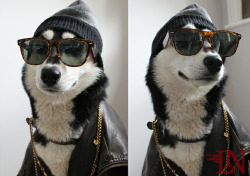 merasmus:  this dog is cooler than most people i know