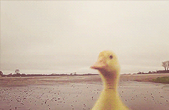 Porn Pics  A duck running after its owner. (x) 