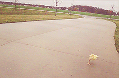 Sex  A duck running after its owner. (x)  pictures