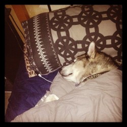 He thinks he&rsquo;s a people! #cute #husky #malamute #swag #boston #popular #instagramhub  (Taken with Instagram)