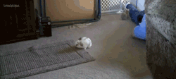 theneverendingdrums:   i herd u liek bunniz  JLASDHAfjsdfhaL OH MY GOD LOOK AT IT OH GOD IT’S SO CUTE THE LITTLE FLOP FORWARD WHEN IT LANDS AWWHHH AND THERE’S ONE IN THE BACKGROUND TOO OMG with what appears to be a dead human but oh well sacrifices