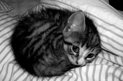 Awwww..baby kitty needs hugs and love :)