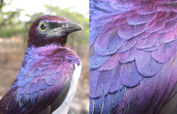 thalassarche:  Violet Starling (Cinnyricinclus leucogaster) with feather detail. Iridescence in bird feathers is due to microstructures of the feather refracting light like a prism. Fossil evidence has shown that birds have had these structures in their