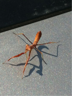 First time Ive seen a red praying mantis,
