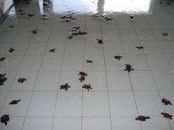 uni-versul:    lookatthisfunnyshit:  Where do you get that many baby turtles?!    and how do you fill your house with water for them?!