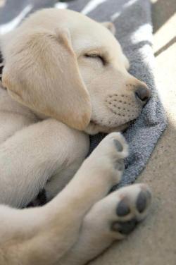 sail2live:  Sleepy puppy!