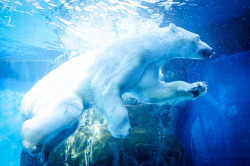 thepolarbearblog:  Zoo by Javier Santa Gadea on Flickr Polar bears have partially webbed paws which helps them to swim better through the water. They paddle with their front paws and steer with their hind paws. ʕ ´ᴥ`ʔ 