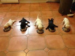 icoulduseinsouciantmaybe:  bootycaller:  LOOK AT THEIR LITTLE LEGS THEY BARELY KNOW HOW TO STAND THEY’RE SO EXCITED FOR FOOD OHY GOD  that one on the end is like, “These fools.” 