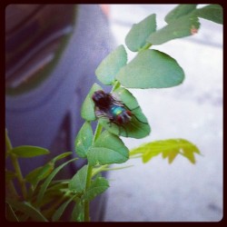 2 flies sharing an intimate moment. #nature #love #mating #instaphoto (Taken with Instagram)