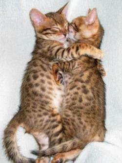 funnywildlife:  Ocicats!! The Ocicat is an all-domestic breed of cat which resembles a wild cat . 