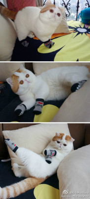 edens-blog:  unimpressedcats:  why only 3 socks kitty??????  who is she 