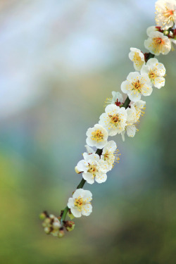japanlove:  White plum blossoms by tanakawho on Flickr. 