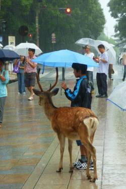 gemiblu:  recykle:   A boy sharing an umbrella with a deer  why do i love this so much  that’s some Miyazaki shit right there 