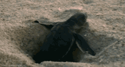 headlikeanorange:  A turtle hatchling, released
