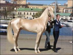 ipgd: mastahaze:  This is the most beautiful horse in the world… From Turkey  shit son this horse is like SPUN GOLD 
