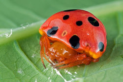 eldenrootsofyggdrasil:  southpaw-holmes:  beastlyart:   manfurarm:   nevver:   Ladybird Mimic Spider    #fucking spiders man #ANYTHING could be a spider #you reach into your fridge and pull out a popsicle SURPRISE IT’S ACTUALLY A FUCKING POPSICLE