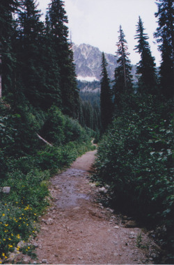 eartheld:  plantyr:  lil' nature blog  mostly nature