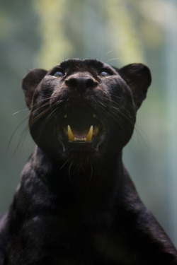 actordavidchen:  Black Panther 