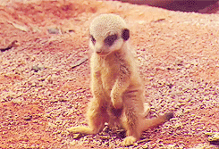  Baby Meerkats [x] 