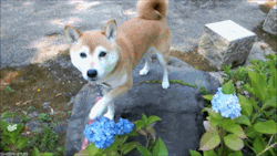 spooking-not-treating:  plaid-monkey:  You garden is quite lovely. It would be a shame if something were to… happen to it…  such flower. very petal. doge like it. 